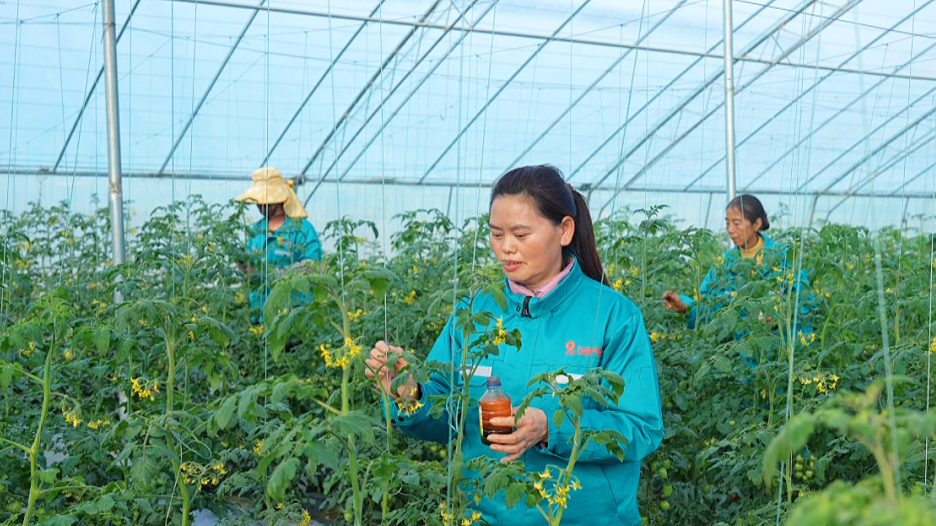 項(xiàng)目展示